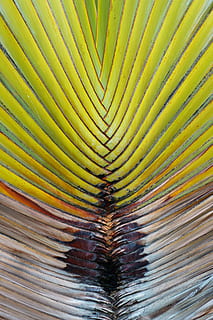 Backdrop, Background, Flora, Geometric, geometrical, green, brown, leaf, lines, natural, nature, pattern, plant, striped, structure, texture, palm tree, tropical, full frame, backgrounds, palm leaf, abstract, green color, textured, close-up, no people, plant part, growth, natural pattern, day, outdoors, tree, beauty in nature, design, leaves, 1080P, CC0, public domain, royalty free