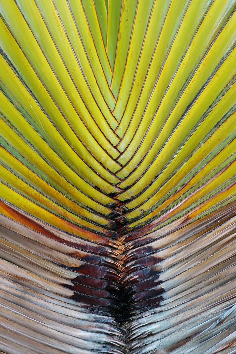 Hintergrund, Flora, geometrisch, Grün, braun, Blatt, Linien, natürlich, Natur, Muster, Pflanze, gestreift, Struktur, Textur, Palme, tropisch, Vollbild, Hintergründe, Palmblatt, abstrakt, grüne Farbe, texturiert, Nahansicht, keine Leute, Pflanzenteil, Wachstum, natürliches Muster, Tag, draußen, Baum, Schönheit in der Natur, Design, Blätter, 1080P