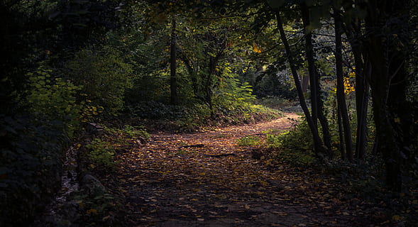 dawn, daylight, daytime, environment, fall, Forest Path Tunnel Nature, landscape, leaves, nature, outdoors, park, pathway, road, trail, trees, wood, forest, tree, footpath, autumn, leaf, woodland, land, plant, direction, the way forward, tranquility, growth, beauty in nature, no people, non-urban scene, tranquil scene, scenics - nature, day, tree trunk, trunk, 5K, CC0, public domain, royalty free