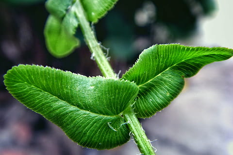 vareta, full, verd, part de la planta, color verd, planta, primer pla, creixement, naturalesa, frescor, bellesa a la natura, menjar, menjar i beguda, centrar-se en primer pla, dia, cap gent, a l'aire lliure, herba, enfocament selectiu, flor, espècia, botànica, 2K, CC0, domini públic, lliure de regalies