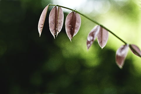 mělký, zaostřovací fotografie, Červené, listnatá rostlina, kapky vody, listy, mělké zaměření, fotografování, nachový, zanechat, opustit, rostlina, list, zastavit, dešťová kapka, dewdrop, Příroda, jaro, detail, makro, zelená barva, růst, svěžest, větev, nikdo, venku, barevný obraz, krása v přírodě, selektivní zaměření, květ, strom, křehkost, zaměřit se na popředí, zranitelnost, okvětní lístek, kvetoucí rostlina, den, rostlinné části, pupen, květenství, květu hlavy, čistota, 4K, CC0, veřejná doména, bez autorských práv