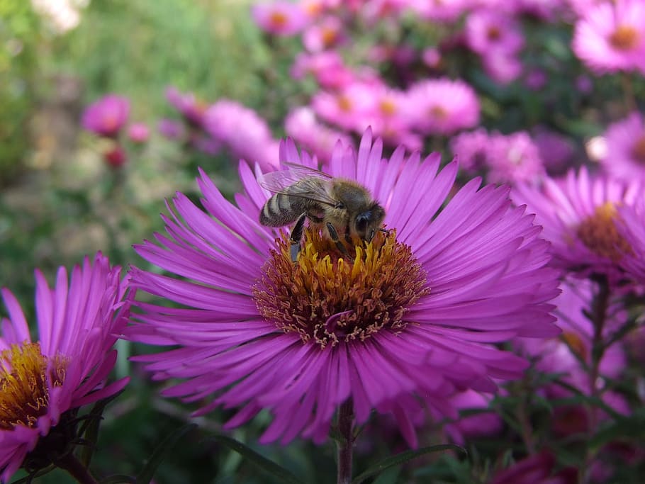 aster, abella, herbstaster, flor, planta amb flors, animal, temes d'animals, planta, un animal, invertebrat, bellesa a la natura, pètal, fragilitat, frescor, insecte, animals a la natura, vulnerabilitat, fauna animal, cap de flor, creixement, primer pla, inflorescència, polinització, color rosa, pol·len, cap gent, porpra, Abellot, a l'aire lliure, 2K