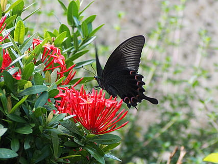 papilio, nektar, tager, natur, blomst, insekt, dyr, grøn farve, skønhed i naturen, sommerfugl - insekt, sommer, plante, tæt på, udendørs, dyrefløj, rød, et dyr, dyre temaer, dyr i naturen, blomstrende plante, dyreliv, vækst, friskhed, fokus på forgrunden, skrøbelighed, kronblad, sårbarhed, ingen mennesker, blomsterhoved, bestøvning, sommerfugl, 4K, CC0, offentligt domæne, royaltyfrie