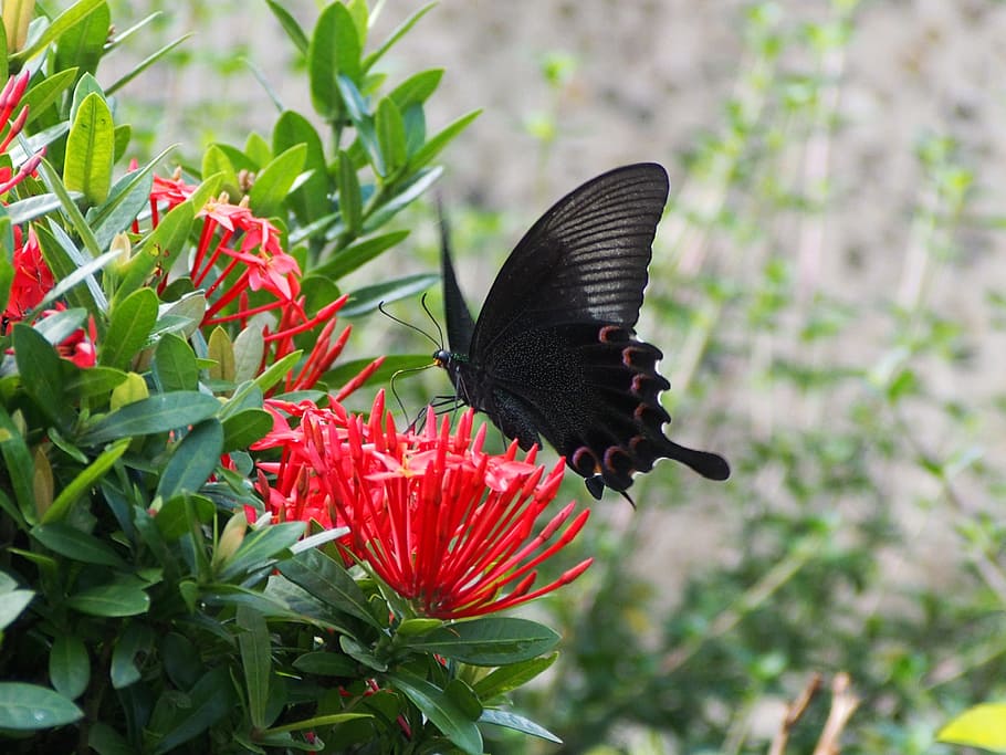 papilio, nektar, tager, natur, blomst, insekt, dyr, grøn farve, skønhed i naturen, sommerfugl - insekt, sommer, plante, tæt på, udendørs, dyrefløj, rød, et dyr, dyre temaer, dyr i naturen, blomstrende plante, dyreliv, vækst, friskhed, fokus på forgrunden, skrøbelighed, kronblad, sårbarhed, ingen mennesker, blomsterhoved, bestøvning, sommerfugl, 4K