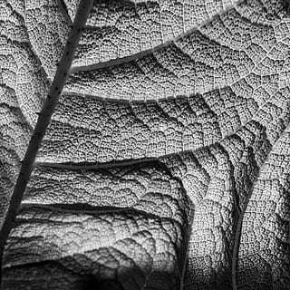 natură, structura, frunze, textură, suprafaţă, structuri, plantă, abstract, grădină, desen, a închide, texturată, model, cadru complet, textil, nici o persoana, fundaluri, zi, în aer liber, vedere în unghi mare, parte a plantelor, copac, selectiv, lumina soarelui, modelul natural, vena frunzelor, 2K, CC0, domeniu public, fără drepturi de autor