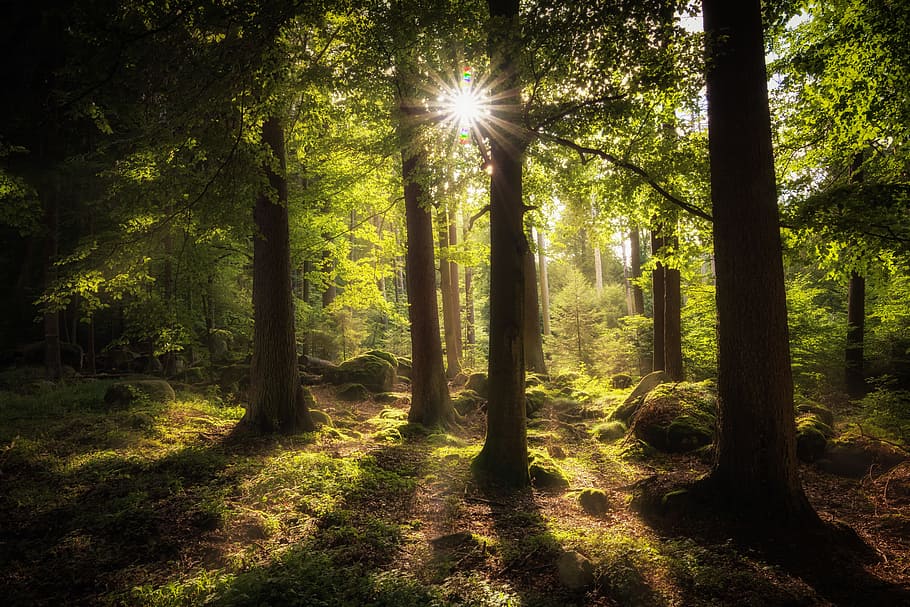 verd, fulles, bosc, durant el dia, sol, humor, il·luminació, llum, arbres, inundat, raig de sol, raigs, naturalesa, arbre, planta, terra, tronc, tronc de l'arbre, llum solar, tranquil·litat, creixement, bellesa a la natura, escena tranquil·la, dia, cap gent, escenics - natura, escena no urbana, ombra, flare de la lent, a l'aire lliure, streaming, 5K