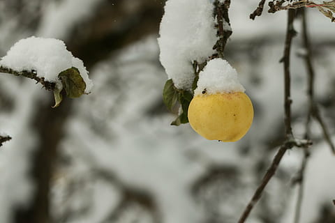 arbre, poma, fruita, naturalesa, hivern, branca, neu, gel, gelades, temporada, fred - temperatura, a l'aire lliure, frescor, congelat, temperatura de fred, centrar-se en primer pla, planta, primer pla, cap gent, dia, groc, Color blanc, menjar, cargol, fusió, 2K, CC0, domini públic, lliure de regalies