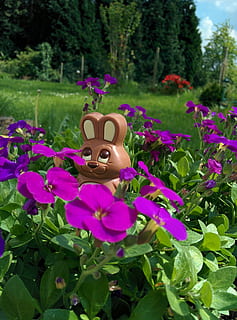 conill de xocolata, conill de Pasqua, Pasqua, llebre, xocolata, amagar-se, diversió, tracy, planta, flor, planta amb flors, frescor, bellesa a la natura, color rosa, creixement, naturalesa, color verd, representació, dia, pètal, fragilitat, representació animal, vulnerabilitat, primer pla, cap de flor, part de la planta, centrar-se en primer pla, full, cap gent, a l'aire lliure, papallona - insecte, ala dels animals, cara oculta, 2K, CC0, domini públic, lliure de regalies