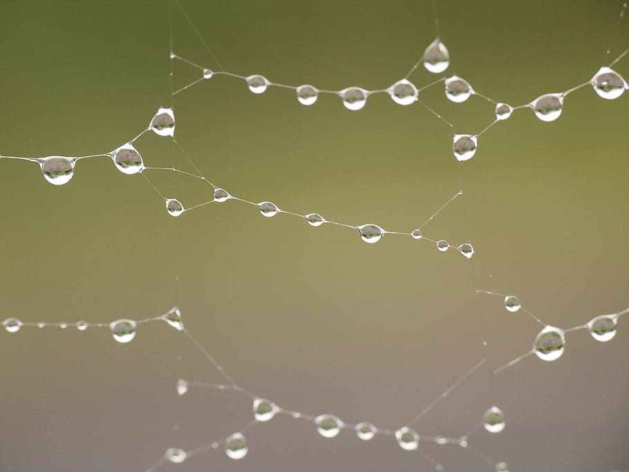 aigua, borrós, rosada, pluja, netejar, primer pla, teranyina, degoteig, tirar, gota, focus, macro, puresa, tranquil, gota de pluja, web de l'aranya, humit, cap gent, naturalesa, color verd, a l'aire lliure, metall, fragilitat, dia, vulnerabilitat, patró, centrar-se en primer pla, moviment, resum, arquitectura, 2K