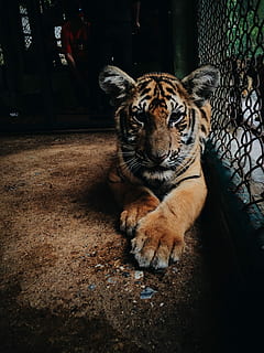 Foto, Tigerjunges, Tiger, Tier, Tierwelt, undomestizierte Katze, Fleischfresser, Säugetier, Achtung, katzenartig, Natur, gestreift, Tiere in freier Wildbahn, groß, bengalischer Tiger, große Katze, Zoo, draußen, ein Tier, Tierthemen, Katze, Wirbeltier, Tiere in Gefangenschaft, Entspannung, keine Leute, gefährdete Spezies, Haustiere, Whisker, 2K, CC0, gemeinfrei, lizenzfrei