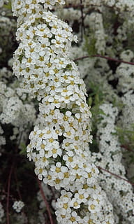 primavera, las flores, floración, espirea, ingenioso, planta, crecimiento, belleza en la naturaleza, planta floreciendo, flor, fragilidad, vulnerabilidad, de cerca, día, centrarse en primer plano, el color blanco, frescura, naturaleza, nadie, pétalo, al aire libre, inflorescencia, cabeza de flor, botánica, racimo de flores, liquen, 1080P, CC0, dominio público, libre de derechos