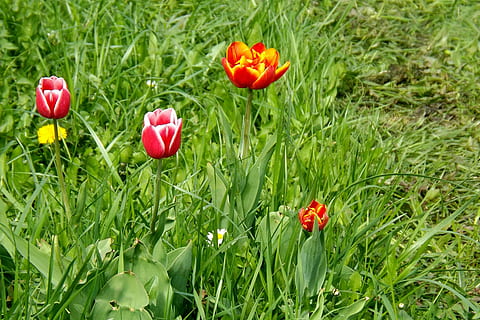 Frühlingswiese, Tulpen, Frühling, blühen, Wiese, Frühlingsfarben, Tulpe, Natur, Blume, rot, Pflanze, Gras, Sommer-, grüne Farbe, Feld, Jahreszeit, draußen, Frische, Wachstum, blühende Pflanze, Schönheit in der Natur, Verletzlichkeit, Land, Zerbrechlichkeit, Blütenblatt, Tag, Blütenkopf, Nahansicht, Blütenstand, keine Leute, 2K, CC0, gemeinfrei, lizenzfrei