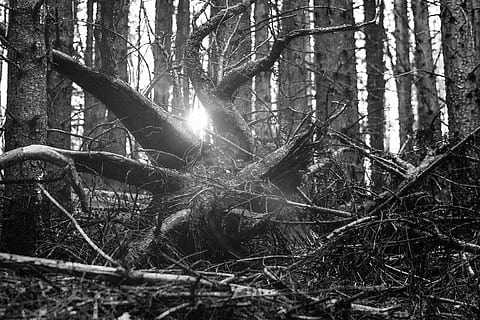 fotografie ve stupních šedi, protokoly, ve stupních šedi, fotografie, les, vykořenit, světlo, sonner, nálada, Černá bílá, kořen stromu, Příroda, strom, pařez, spadnul, znetvořený, zadní světlo, divočina, kmen stromu, den, přistát, rostlina, kufr, klid, slunečního světla, nikdo, růst, krása v přírodě, mimoměstské scény, sluneční paprsek, venku, odlesk objektivu, streaming, větev, 4K, CC0, veřejná doména, bez autorských práv
