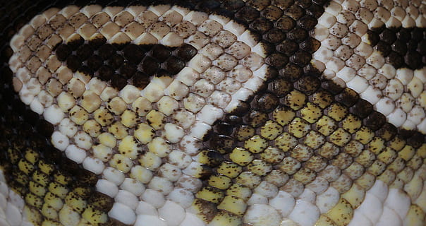 brown, white, snake skin, snake, ball python, python regius, beauty, ballpyhton, mojave, head, exotic, close, constrictor, non toxic, boa, scale, animal themes, close-up, one animal, animal, reptile, no people, animal wildlife, animals in the wild, backgrounds, full frame, animal body part, animal scale, animal skin, natural pattern, pattern, animal markings, vertebrate, nature, textured, beauty in nature, animal eye, marine, 4K, CC0, public domain, royalty free