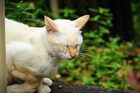 gato, dormindo, calma, gato doméstico, animais domésticos, pets, temas animais, felino, um animal, mamífero, doméstico, animal, vertebrado, bigode, ninguém, focar em primeiro plano, fechar-se, cor branca, plantar, olhando, natureza, dia, ao ar livre, gato ruivo, Vista de perfil, 5K, CC0, domínio público, royalty free