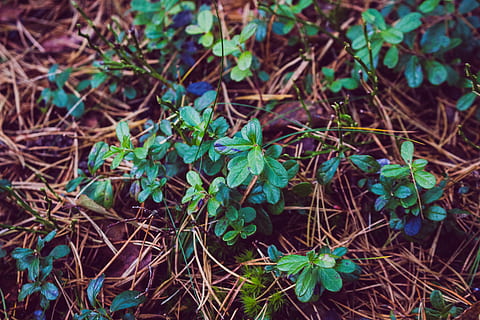 photo, leafy, small, plant, close-up, environment, focus, grass, green, leaves, light, macro, outdoors, twigs, wood, leaf, plant part, growth, green color, land, nature, day, field, high angle view, no people, beauty in nature, selective focus, fragility, vulnerability, tranquility, focus on foreground, freshness, clover, 5K, CC0, public domain, royalty free