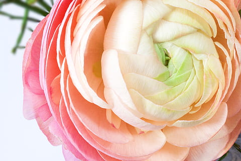 rosa, taronja, flor de ranunculus, florir, ranunculus, flor, primavera, naturalesa, planta, groc, hahnenfußgewächs, ranunculaceae, bouquet, macro, primer pla, frescor, bellesa a la natura, planta amb flors, flor de roses, pètal, cap gent, color rosa, cap de flor, vulnerabilitat, inflorescència, fragilitat, dia, vegetals, a l'aire lliure, arranjament floral, 4K, CC0, domini públic, lliure de regalies
