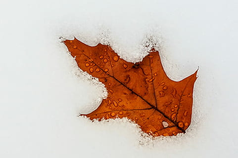 Orangenblatt, braun, Blatt, Schnee, Regentropfen, Regen, Eis, Winter, kalte Temperatur, weiße Farbe, Nahansicht, keine Leute, Pflanzenteil, Natur, gefroren, Veränderung, draußen, Tag, direkt darüber, Herbst, trocken, natürlicher Zustand, 2K, CC0, gemeinfrei, lizenzfrei