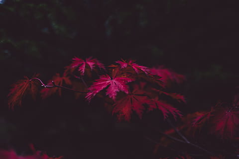 selektiv, Fokus, lila, Blatt Pflanze, schließen, Fotografie, rot, Ahornblattbaum, Foto, Blatt, Pflanze, Herbst, fallen, Wald, japanischer Ahorn, Natur, Baum, draußen, Nacht-, keine Leute, Pflanzenteil, Wachstum, Schönheit in der Natur, Nahansicht, selektiver Fokus, Ruhe, Verletzlichkeit, Zerbrechlichkeit, Veränderung, Land, Blätter, Ahornblatt, natürlicher Zustand, 4K, CC0, gemeinfrei, lizenzfrei