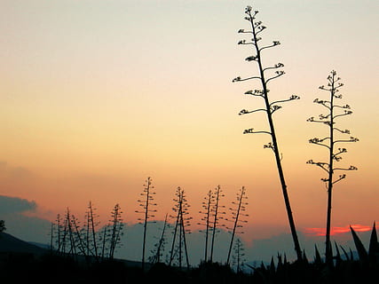 baggrundsbelysning, solnedgang, landskab, kaktus, cabo de gata, Nationalpark, almeria, Spanien, middelhavet, ørken, syd, himmel, silhuet, plante, natur, orange farve, skønhed i naturen, ingen mennesker, ro, vækst, træ, rolig scene, scenics - natur, ikke-urbane scene, udendørs, skyfri himmel, idyllisk, jord, lav vinkel visning, miljø, flok af fugle, 2K, CC0, offentligt domæne, royaltyfrie