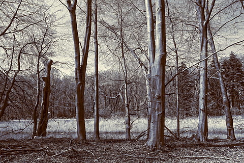 grijs, zwart, bomen, boom, romp, tak, Bos, bosrand, landschap, land-, fabriek, boomstam, kale boom, kalmte, winter, schoonheid in de natuur, rustige scène, natuur, koude temperatuur, niet-stedelijke scène, scenics - natuur, bos-, milieu, geen mensen, buitenshuis, dennenbos, 5K, CC0, publiek domein, royaltyvrij