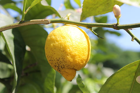 citron, citrontræ, træ, gul, sur, frugt, citrus, middelhavet, moden, høst, sund kost, plante, vækst, mad, fokus på forgrunden, blad, plante del, mad og drikke, friskhed, tæt på, citrus frugt, ingen mennesker, frugt træ, natur, afdeling, udendørs, velvære, 4K, CC0, offentligt domæne, royaltyfrie