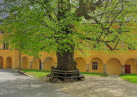 Linde, химилка, манастир, пружина, дърво, архитектура, изградена конструкция, история, ден, без хора, растение, арка, зелен цвят, природа, външна сграда, сграда, растеж, седалка, миналото, на открито, трева, място за поклонение, пейка, религия, двор, извит, 2K, CC0, обществено достояние, роялти безплатно