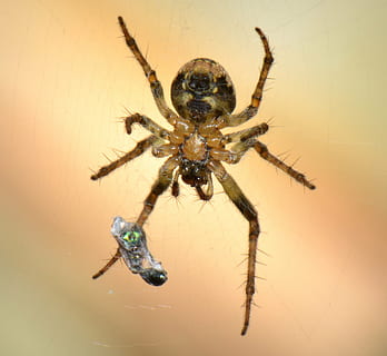 rotazione, insetto, macro, preda, animale, temi animali, fauna selvatica, ragno, aracnide, invertebrato, animali allo stato selvatico, un animale, artropodo, avvicinamento, zoologia, nessuno, ragnatela, natura, ragno saltatore, all'aperto, a caccia, parte del corpo animale, velenoso, 2K, CC0, dominio pubblico, privo di copyright