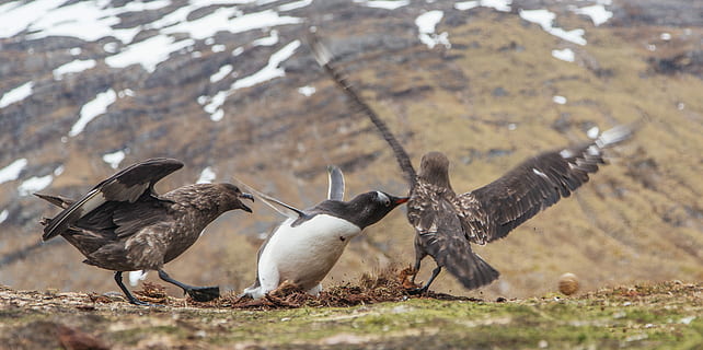 tre, gli uccelli si posano, erba, montagna, uccello, Ali, aquila, attaccare, preda, temi animali, animale, fauna selvatica, animali allo stato selvatico, gruppo di animali, vertebrato, volante, ali spiegate, natura, parte del corpo animale, nessuno, ala animale, aggressione, due animali, uccello rapace, giorno, all'aperto, lunghezza intera, movimento, sbattimento, 5K, CC0, dominio pubblico, privo di copyright