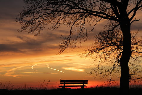 silhuet, bænk, træ, gylden, time, solnedgang, natur, sol, tusmørke, guld, himmel, sky - himmel, skønhed i naturen, plante, orange farve, scenics - natur, rolig scene, ro, afdeling, bare træ, ingen mennesker, idyllisk, udendørs, træstamme, bagagerum, miljø, 5K, CC0, offentligt domæne, royaltyfrie
