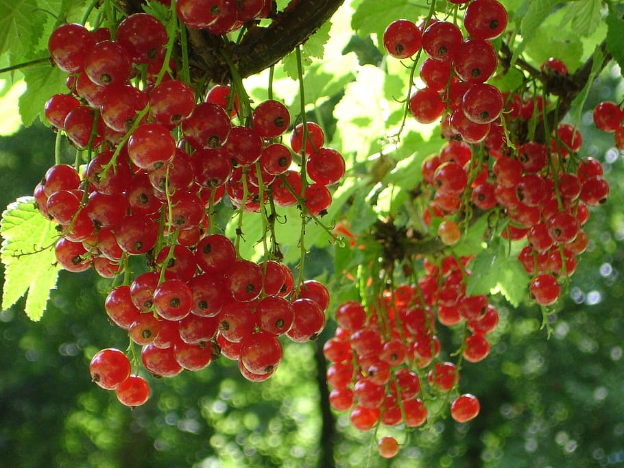 grosella vermella, grosella, ribes rubrum, ribes, baia, fruita, vermell, menjar, menjar i beguda, alimentació saludable, fruites de baies, creixement, frescor, primer pla, naturalesa, planta, dia, cap gent, bellesa a la natura, benestar, centrar-se en primer pla, arbre, part de la planta, full, rowanberry, a l'aire lliure, madur, 1080P