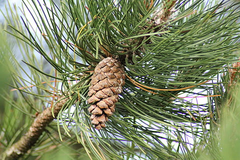pinecone, eglės, medis, pušies kūgis, pušies, žalia spalva, augalų, nėra žmonių, augimą, pobūdį, filialas, lapai, dieną, Maistas ir gėrimai, Iš arti, spygliuočių medis, augalų dalis, pinaceae, palmė, maisto, lauke, sutelkti dėmesį į naujas žinias, adatos augalų dalis, palmių lapai, 4K, CC0, Viešasis domenas, nemokamai