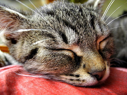 grau, Katze, Schlafen, rot, Textil-, Kätzchen, Kopf, Kater, ein Tier, Tier, Tierthemen, Säugetier, Entspannung, Nahansicht, inländisch, Tierkörperteil, Haustiere, Augen geschlossen, Hauskatze, Tierkopf, ausruhen, Wirbeltier, keine Leute, Whisker, katzenartig, Nickerchen machen, tabby, Schnauze, gemütlich, Tiermund, 2K, CC0, gemeinfrei, lizenzfrei