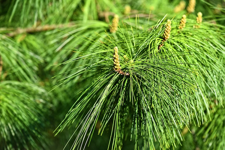 pinho, conífera, árvore, ramo, pinus wallichiana, pinheiro azul, pinheiros do himalaia, agulha, cone, cor verde, plantar, natureza, fechar-se, crescimento, dia, folha, árvore conífera, ninguém, Pinheiro, ao ar livre, parte da planta, beleza na natureza, focar em primeiro plano, pinaceae, terra, tranquilidade, comida e bebida, agulha - parte da planta, folha de palmeira, 5K