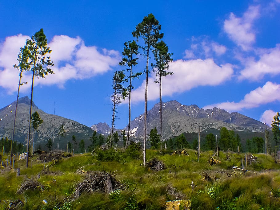 Apokalypse, Berge, Bäume, Baum, Berg, Landschaft, wolke - himmel, Natur, Pflanze, Himmel, Schönheit in der Natur, ruhige Szene, Szenen - Natur, Wachstum, Ruhe, keine Leute, Umgebung, Nicht-städtische Szene, Tag, Land, Kabel, Gebirge, grüne Farbe, draußen, Elektrizität, 4K