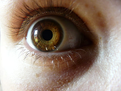 humà, globus ocular, iris, mira, visió, ull, humà, globus ocular, femella, macro, alumne, ull humà, part del cos humà, mirant la càmera, vista, una persona, pestanya, percepció sensorial, part del cos, primer pla, primer pla extrem, iris - ull, persona irreconeixible, persones reals, adult, pell humana, parpella, rostre humà, cella, ulls color avellana, 2K, CC0, domini públic, lliure de regalies