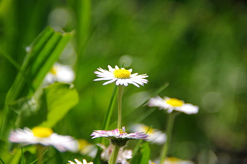 margarida, pressa, Primavera, jardim, grama, verde, flor, margarida multianual, planta com flores, frescura, plantar, fragilidade, beleza na natureza, vulnerabilidade, crescimento, pétala, fechar-se, inflorescência, cabeça de flor, caule vegetal, natureza, foco seletivo, ninguém, cor verde, focar em primeiro plano, dia, pólen, 2K, CC0, domínio público, royalty free