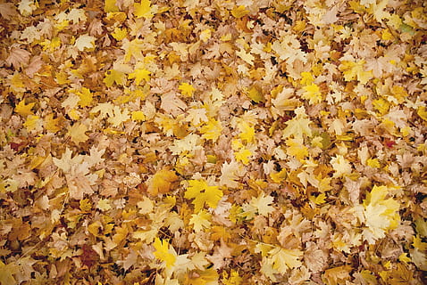 tardor, fulles, fons, caure, full, temporada, naturalesa, colorit, taronja, vermell, color, brillant, groc, fullatge, de novembre, octubre, textura, bosc, maple, patró, natural, daurat, estacional, parc, resum, vibrant, fons de pantalla, pis pla, color taronja, a l'aire lliure, color daurat, marró, caient, multicolor, marc complet, abundància, cap gent, dia, flor, vulnerabilitat, fragilitat, vista d’angle alt, part de la planta, planta amb flors, bellesa a la natura, gran grup d'objectes, canvi, primer pla, planta, cap de flor, 1080P, CC0, domini públic, lliure de regalies