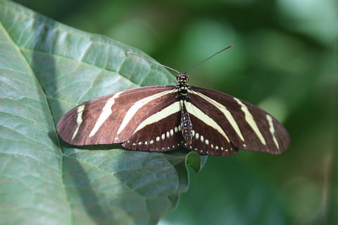 farfalla, insetto, natura, farfalla - insetto, animale, ala animale, avvicinamento, bellezza nella natura, estate, multicolore, macro, invertebrato, temi animali, fauna selvatica, un animale, parte vegetale, foglia, animali allo stato selvatico, nessuno, concentrarsi sulle conoscenze acquisite, colore verde, giorno, parte del corpo animale, pianta, all'aperto, falena, foresta pluviale, 5K, CC0, dominio pubblico, privo di copyright