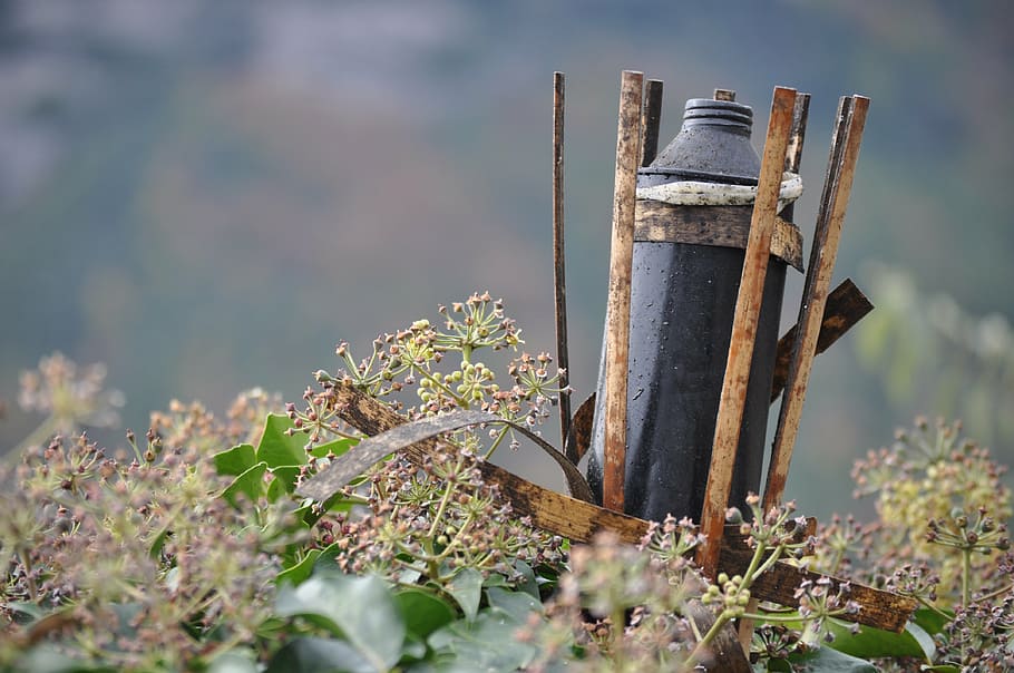 rústic, naturalesa, torxa, dia, cap gent, planta, a l'aire lliure, centrar-se en primer pla, material de fusta, terra, enfocament selectiu, creixement, camp, tranquil·litat, rovellat, primer pla, llum solar, metall, publicació, escena tranquil·la, bellesa a la natura, espatllat, post de fusta, 4K