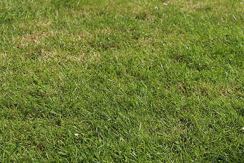 eilen, Wiese, Sommer-, Frühling, Hintergrund, Grün, Gras, Gras-Grün, Gräser, Textur, Struktur, Wiese Gras, Flora, Garten, Pflanze, grüne Farbe, Land, Wachstum, Feld, Natur, Vollbild, keine Leute, Tag, Hintergründe, Schönheit in der Natur, High Angle View, draußen, Ruhe, Rasenfläche, Umgebung, Frische, Nahansicht, Landschaft, 5K, CC0, gemeinfrei, lizenzfrei