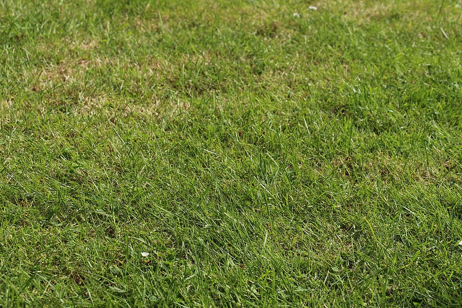 eilen, Wiese, Sommer-, Frühling, Hintergrund, Grün, Gras, Gras-Grün, Gräser, Textur, Struktur, Wiese Gras, Flora, Garten, Pflanze, grüne Farbe, Land, Wachstum, Feld, Natur, Vollbild, keine Leute, Tag, Hintergründe, Schönheit in der Natur, High Angle View, draußen, Ruhe, Rasenfläche, Umgebung, Frische, Nahansicht, Landschaft, 5K