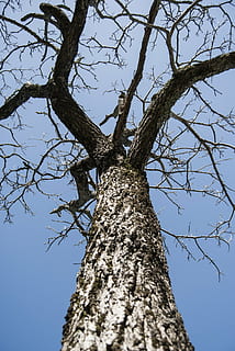 albero, ramoscelli, vecchio albero, cielo, tronco, ramoscelli secchi, albero secco, autunno, natura, blu, ecologia, foresta, volante, Nature morte, Inquadratura dal basso, ramo, tronco d'albero, pianta, albero nudo, nessuno, giorno, cielo sereno, strutturato, crescita, la tranquillità, all'aperto, abbaiare, ruvido, bellezza nella natura, direttamente sotto, 4K, CC0, dominio pubblico, privo di copyright