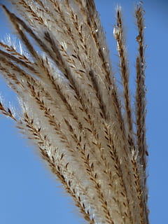canya, naturalesa, agricultura, blat, planta de cereals, cultiu, groc, planta, blau, llavor, escena rural, estiu, cel, granja, creixement, sec, cap gent, vista d’angle baix, dia, primer pla, cel clar, patró, bellesa a la natura, a l'aire lliure, llum solar, corda, Color blanc, fragilitat, herba, tija, 5K, CC0, domini públic, lliure de regalies