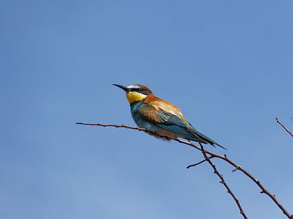Vogel, Bienenesser, Abellerol, Merops Apiaster, Ast, bunt, Tierwelt, Tierthemen, Tier, Wirbeltier, ein Tier, Tiere in freier Wildbahn, Blau, hocken, Natur, Himmel, klarer Himmel, keine Leute, Flachwinkelansicht, Schönheit in der Natur, draußen, Tag, Baum, Pflanze, Profilansicht, 2K, CC0, gemeinfrei, lizenzfrei