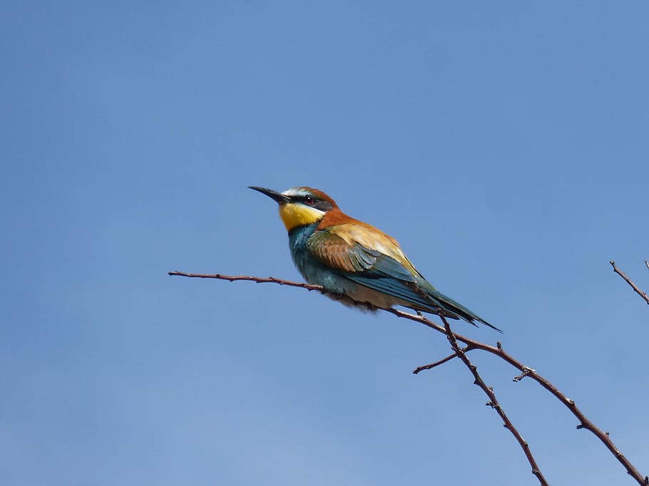 ocell, abellerol, merops apiaster, branca, colorit, fauna animal, temes d'animals, animal, vertebrats, un animal, animals a la natura, blau, posat, naturalesa, cel, cel clar, cap gent, vista d’angle baix, bellesa a la natura, a l'aire lliure, dia, arbre, planta, vista del perfil, 2K