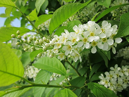 prunus padus, Czeremcha, hackberry, drzewo, krzew, flora, botanika, roślina, rozkwiecony, wiosna, gatunki, liść, część rośliny, wzrost, kwiat, piękno natury, roślina kwitnąca, świeżość, kruchość, wrażliwość, zbliżenie, zielony kolor, Natura, płatek, biały kolor, żadnych ludzi, kwiatostan, dzień, skupić się na pierwszym planie, głowa kwiatu, na dworze, pyłek, liliowy, 2K, CC0, domena publiczna, darmowe zdjęcia