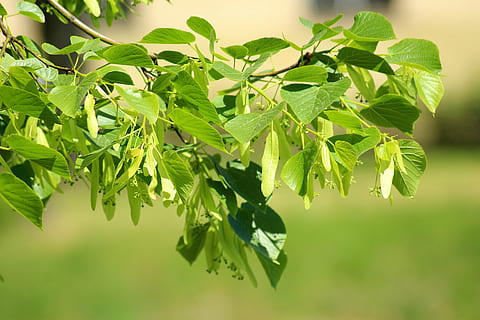 fulles verdes, lipa, arbre, ramita, primavera, verd, full, naturalesa, paisatge, part de la planta, color verd, planta, creixement, primer pla, menjar i beguda, cap gent, centrar-se en primer pla, menjar, bellesa a la natura, a l'aire lliure, frescor, dia, branca, enfocament selectiu, fulles, herba, 5K, CC0, domini públic, lliure de regalies