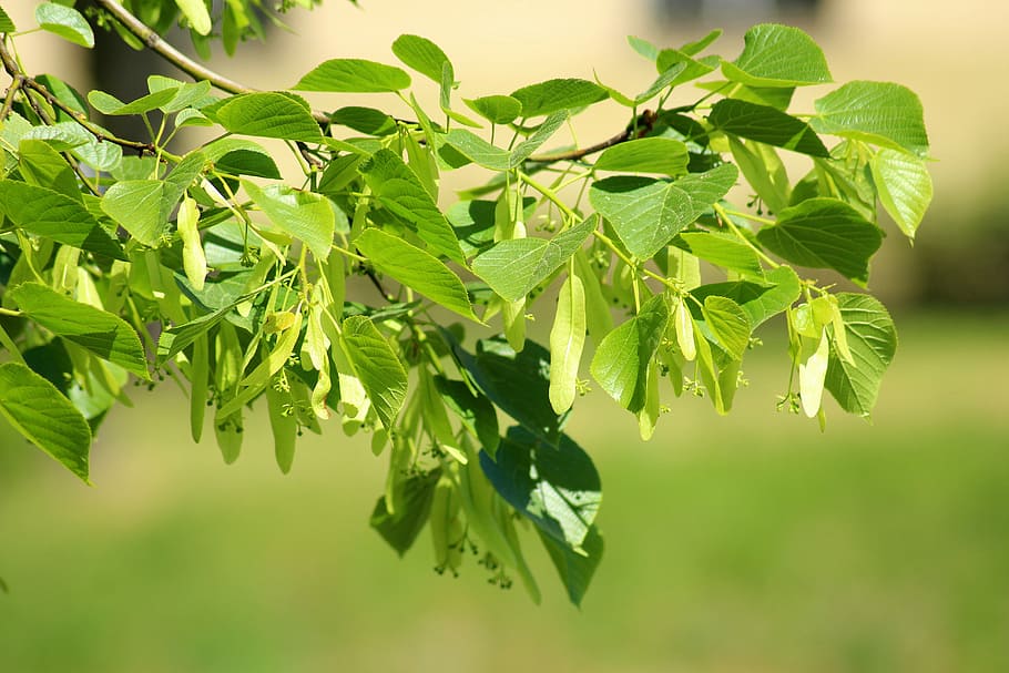 fulles verdes, lipa, arbre, ramita, primavera, verd, full, naturalesa, paisatge, part de la planta, color verd, planta, creixement, primer pla, menjar i beguda, cap gent, centrar-se en primer pla, menjar, bellesa a la natura, a l'aire lliure, frescor, dia, branca, enfocament selectiu, fulles, herba, 5K