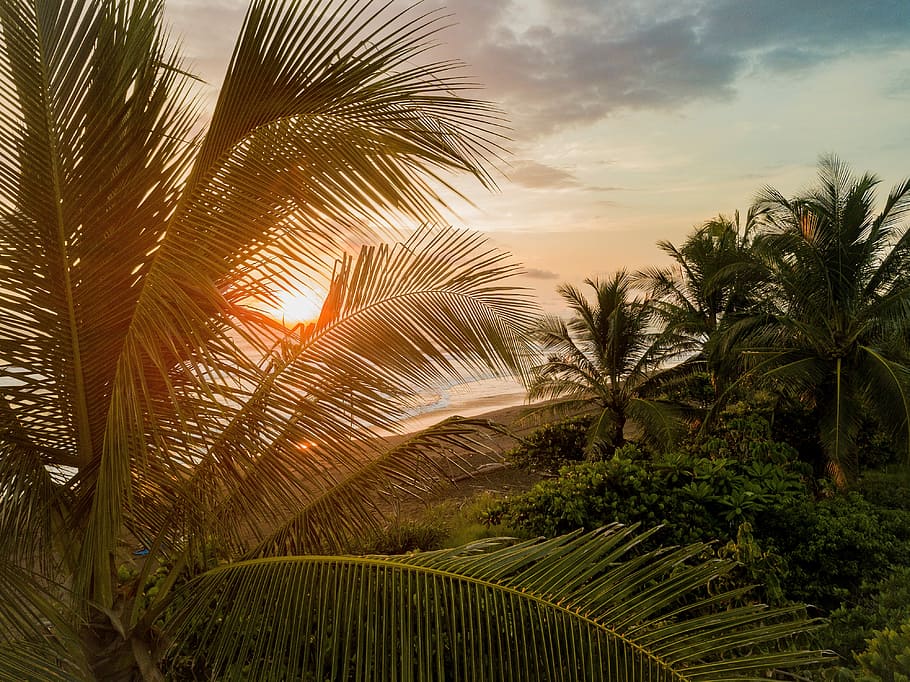 aèria, vista, bosc, cos, aigua, arbres de coco, daurat, hores, platja, posta de sol, arbre, branca, palmell, Palmera, clima tropical, planta, creixement, fulla de palma, bellesa a la natura, cel, naturalesa, full, núvol - cel, cap gent, tranquil·litat, escenics - natura, color verd, a l'aire lliure, terra, dia, llum solar, palmera de coco, arbre tropical, 4K